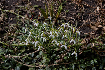 Spring. Primroses bloomed in the garden.