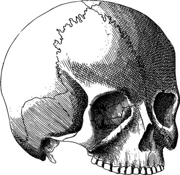 Vector Sketch of a Skull Anatomy drawing