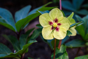 Yellow and maroon hellebore blooming in a garden, as a nature background
