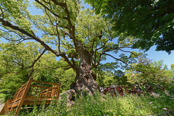 Fototapeta premium 蒲生神社とクスノキ 鹿児島県蒲生町