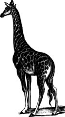 Old Drawing of a Spotted Giraffe Vintage
