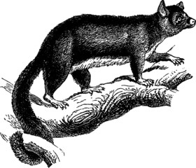 Obraz premium Australian Tree Possum 