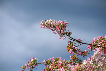 Ornamental tree blooming, pink and white flowers, against a stormy sky background
