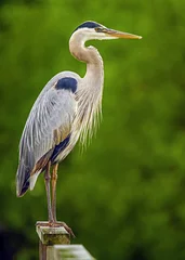 Foto op Plexiglas great blue heron 3 © valerie