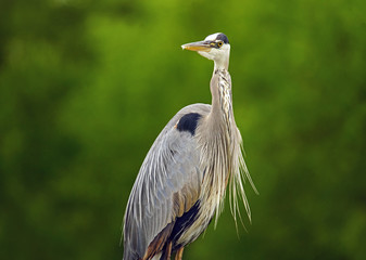 great blue heron 2