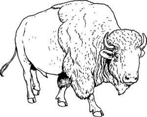 Old Hand Drawn illustration of a Strolling Buffalo