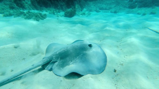 High angle view of stingray swimming on ocean floor in water, Myliobatoidei moving amidst coral reef undersea - Montego Bay, Jamaica