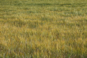Green wheat in the field. french landscape