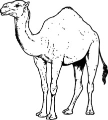 Vector Sketch of a Tall Desert Camel