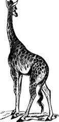 Sketch of a Tall Giraffe