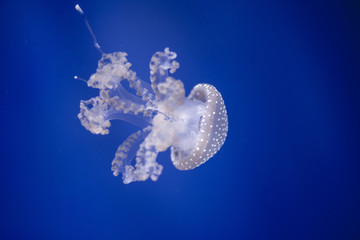 Jelly fish with blue background