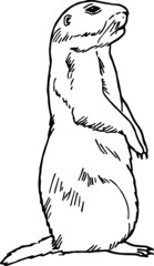 Old drawing of a Texas Prairie Dog