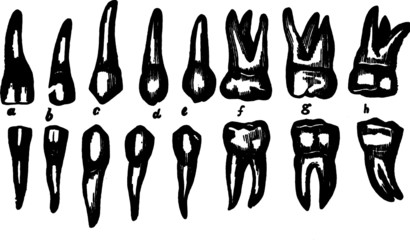 Tooth Diagram Vector
