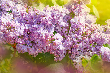 Spring background with lilac flowers. Colorful spring background.
