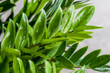 Zamioculcas zamiifolia, Zanzibar Gem.