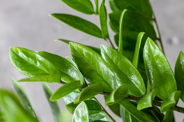 Obraz premium Zamioculcas zamiifolia, Zanzibar Gem.