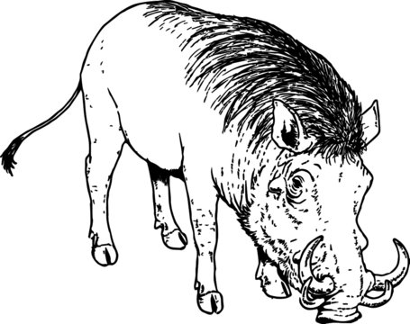 Warthog, Vector Illustration of a 19th century engraving