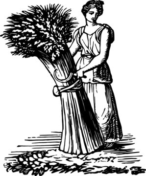 Old Vintage Drawing of a Wheat Gatherer, Vector Drawing of a engraving from the 19th century