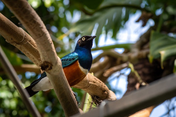 Colorful bird with metallic tones