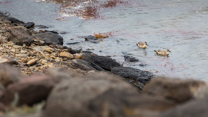 couple fo ducks in a rocky lake