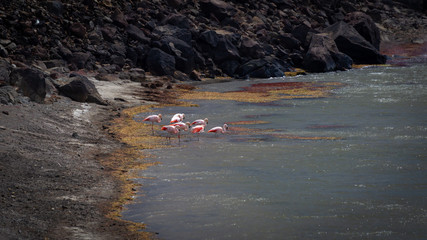 flamingos on a lake in patagonia