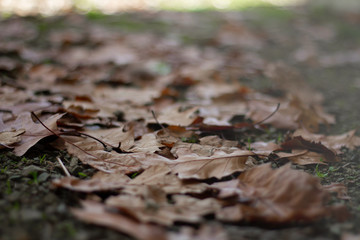 Autumn leaves on the ground.