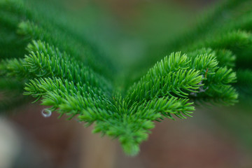 A macro photo of a pine leaf. 