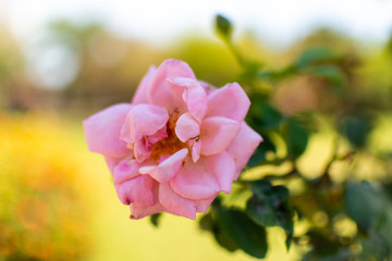 Obraz premium a beautiful blooming pink flower is isolated while still connected to it's stem as it bends in the wind on a sunny spring afternoon 