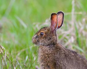 Snowshoe Hare Closeup Portrait in Spring