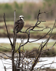 Juvenile Osprey perched on bare branches of a tree in a U.S. federal reserve.