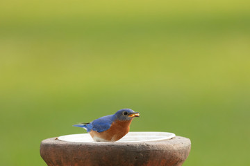 Bluebird