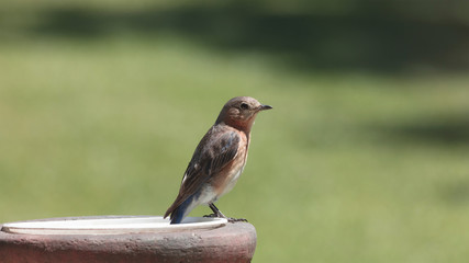 Juvenile Bluebird resting on feeder