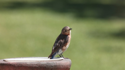 Juvenile Bluebird resting on feeder