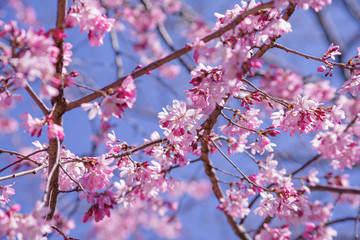 枝垂桜　shidarezakura
