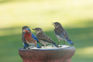 Family of Bluebirds