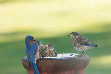 Family of Bluebirds