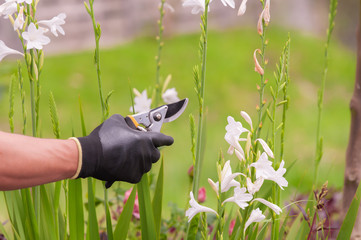 the hand of a gloved gardener pruning a garden