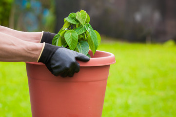 gardener carrying a brown pot wearing gloves