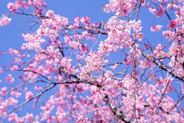 枝垂桜　shidarezakura