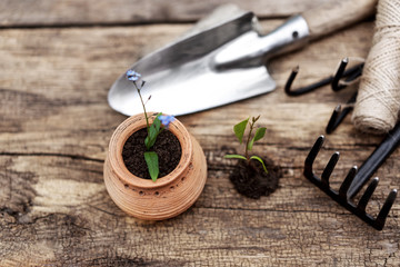 Gardening tools, rake, tourniquet, shovel and seedlings on vintage wooden table. Spring in the garden concept background with free text space.