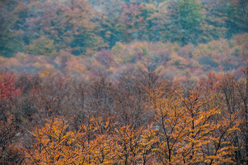 Fall colors with snow in the trees.