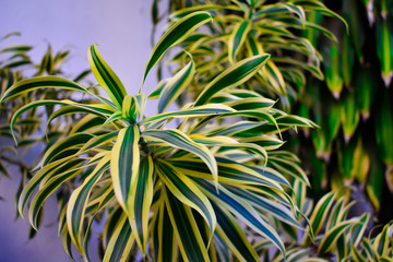 Planta brasileirinha.