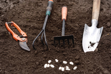 Gardening tools on fertile soil texture background seen from above, top view. Gardening or planting concept. Planting at home. Bean seeds.