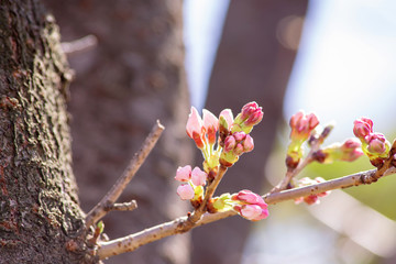 枝垂桜の蕾