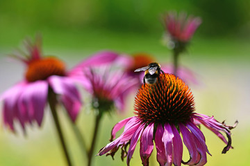 The bees are sucking nectar in the pink flower pollen in the garden.