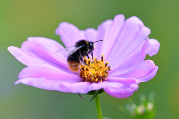 Close-up: bees sucking nectar in pink flower pollen in the garden