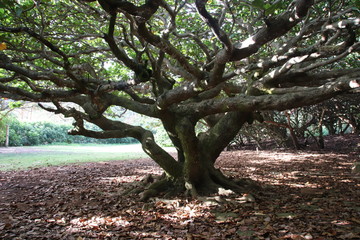 old tree near the beach