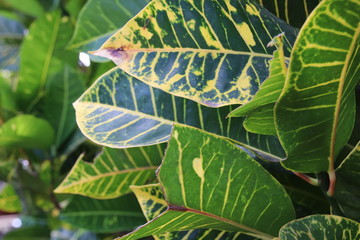 green leaves in the sun