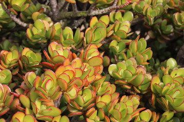 banana plant in the garden