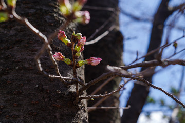 枝垂桜の蕾